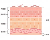 コラーゲンは真皮層で作られる