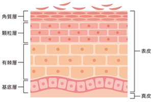 低分子コラーゲンでも浸透は角質層まで