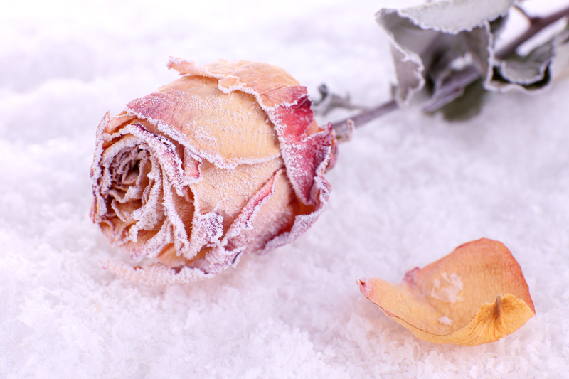 Dried rose covered with hoarfrost on snow close up